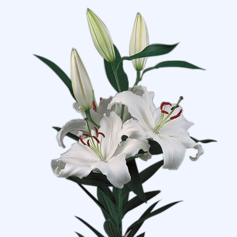 Fresh Cut Flowers - Liliums Santander White 90cm (Holland) 0710