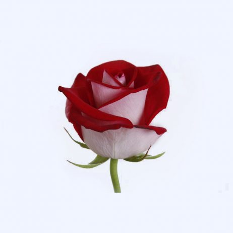 Fresh Cut Flowers - Roses Bluez Red 60cm (Holland) 2210