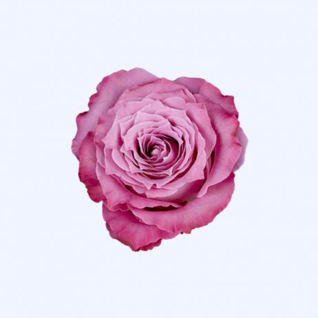 Fresh Cut Flowers - Roses Maritim Lilac 60cm (Holland) 2210