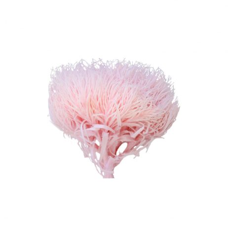 Dried Flowers - Pastel Pink Ball (Dianthus Barbatus) 60941