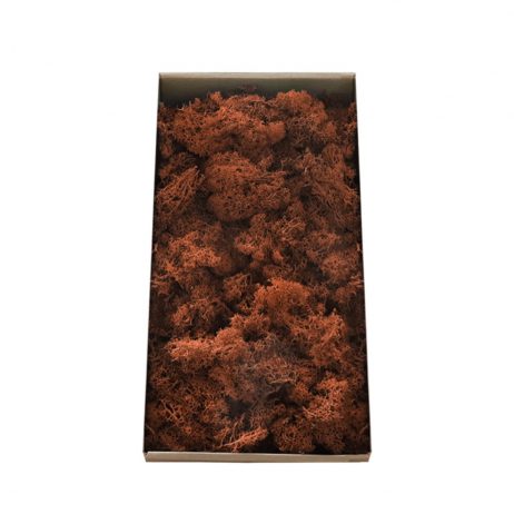 Dried Flowers - Reindeer Moss (Orange) 80725