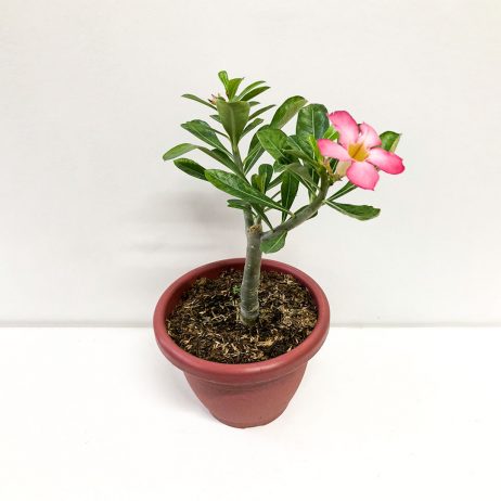 Live Plants - Bangkok Calachuchi Bonsai (Pink Flower) 61905
