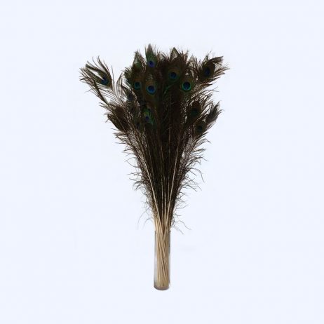 For Sale (La Carlota) - Peacock Feathers L15380
