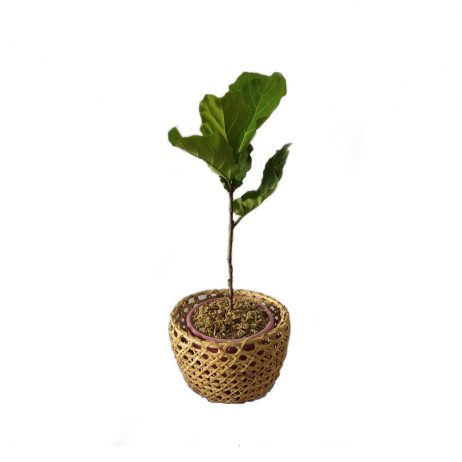 Live Plants - Fig Tree 41936