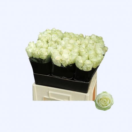 Fresh Cut Flowers - Roses Avalanche White 70cm 0710