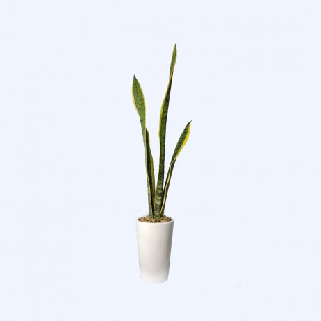 Live Plants - Snake Plant (Yellow and Green)