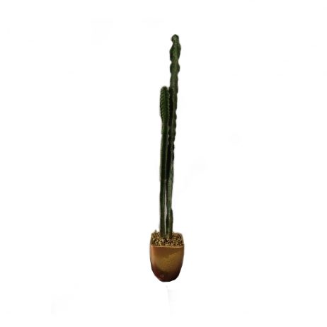 Live Plants - Tall Cactus Plant 31973