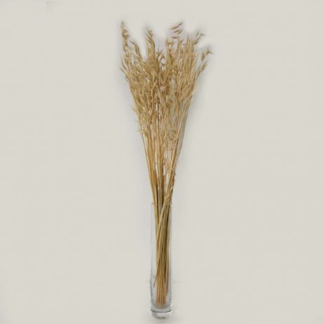Dried Flowers - Avena Bleached (40 Stems Per Bundle)