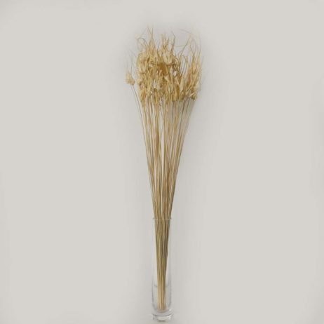 Dried Flowers - Tulipan Grass Bleached (55 Stems Per Bundle) 30981
