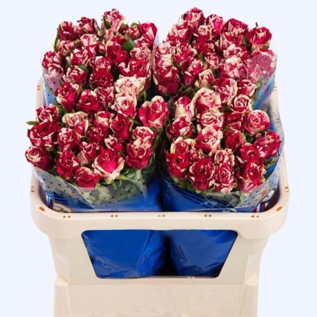 Fresh Cut Flowers - Roses Harlequin 50cm (Holland) 2210