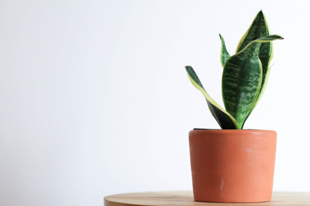 Plants, Plants, Plants!