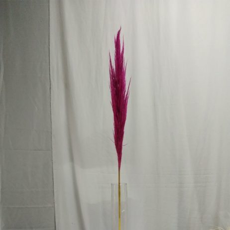 Dried Flowers - Pampas Hot Pink (Per Stem)