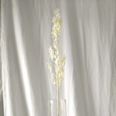 Dried Flowers - Ruscus Bleached (Per Stem)