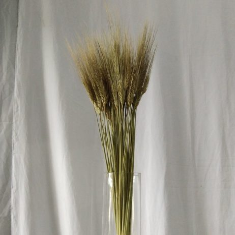 Dried Flowers - Triticum / Wheat (Per Bundle) 50926