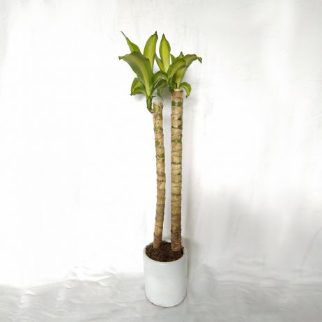 Live Plants - Dracaena (Fortune Plant) 2 Stems Small