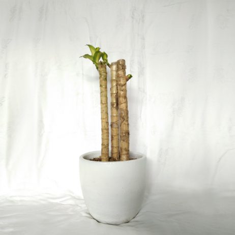 Live Plants - Dracaena (Fortune Plant) 3 Stems (Small)