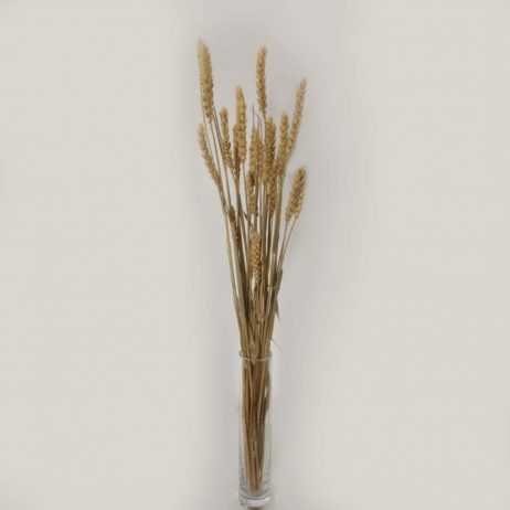 Dried Flower - Wheat Grass Dried (20 Stems Per Bundle)