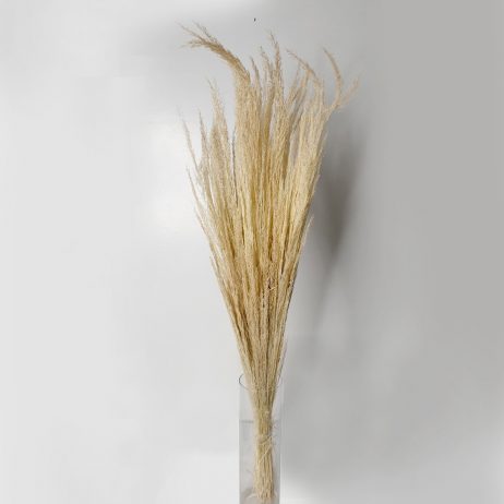 Dried Flowers - Barba Bleached (Per Bunch)
