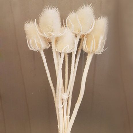 Dried Flowers - Cardus Bleached (Per Stem)