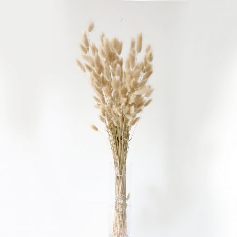 Dried Flowers - Lagurus Natural (Per Bunch)