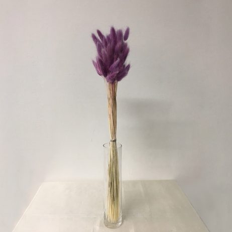 Dried Flowers - Lagurus Dark Lavender Milka (Per Bunch) 80562
