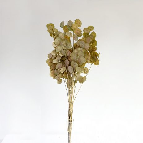 Dried Flowers - Lunaria Natural (100cm/Per Bunch) 10884