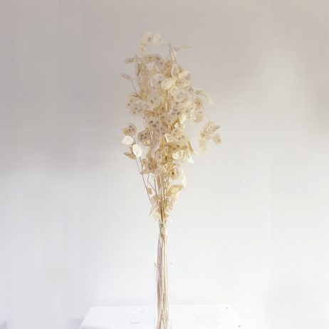 Dried Flowers - Lunaria Bleached (100cm/Per Bunch) 90652