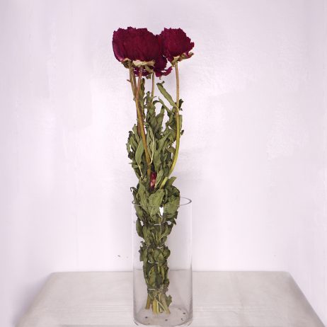 Dried Flower - Peony Red Raspberry 50cm (Per Stem)