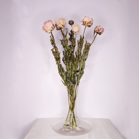 Dried Flower - Peony Sarah Bernhard Pink 50cm (Per Stem)