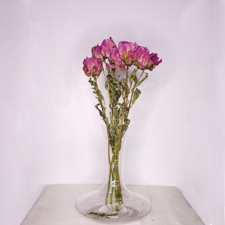 Dried Flower - Peony Sarah Bernhard Purple 50cm (Per Stem)