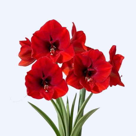 Fresh Cut Flowers - Amaryllis Red Ferrari 70cm 2210