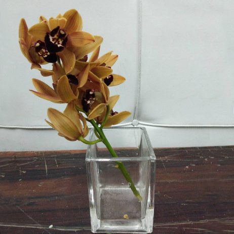 Fresh Cut Flowers -  Cymbidium Mini 30cm (Brown Orange) 2210