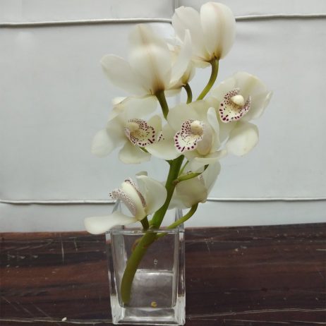 Fresh Cut Flowers -  Cymbidium Mini 30cm (White) 2210