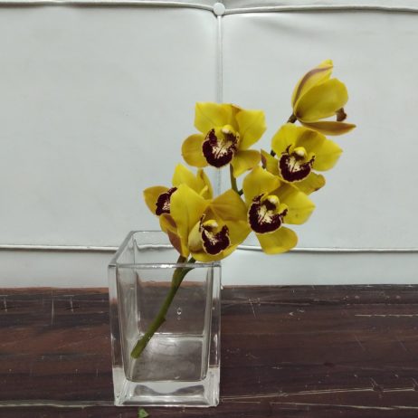 Fresh Cut Flowers -  Cymbidium Mini 30cm (Yellow) 2210