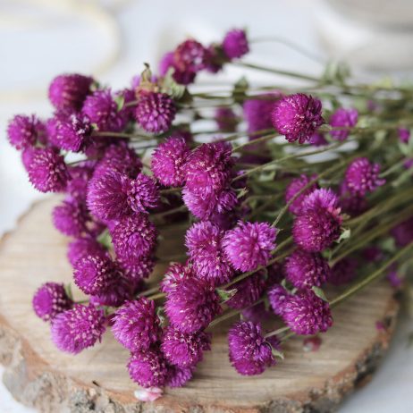 Dried Flower - Gomphrena Purple 2210