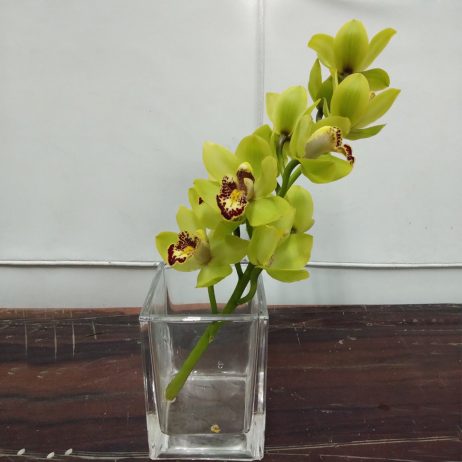 Fresh Cut Flowers -  Cymbidium Mini 30cm (Green) 2210