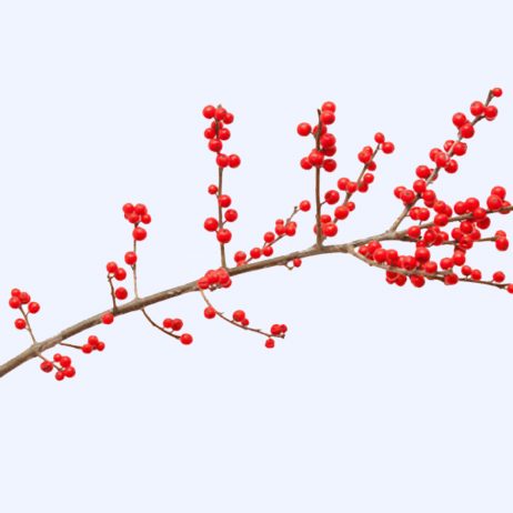 Fresh Cut Flowers - Ilex Red Berry 40cm 2210