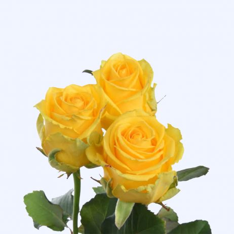 Fresh Cut Flowers - Roses Penny Lane Yellow 55cm (Holland) 0710