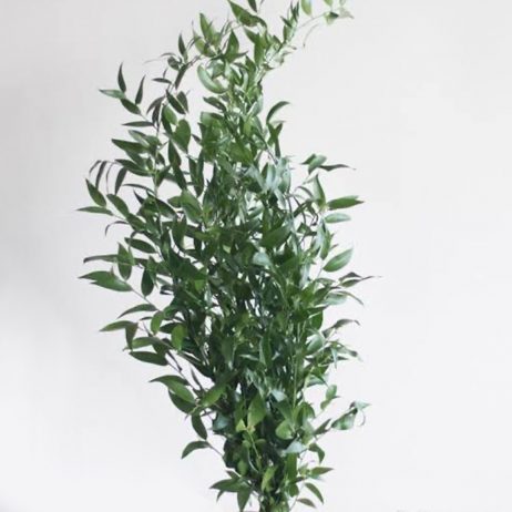 Fresh Cut Flowers - Ruscus Per Bunch 90cm (Italy) 0710