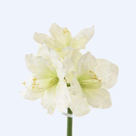 Fresh Cut Flowers - Amaryllis White 75cm 2210