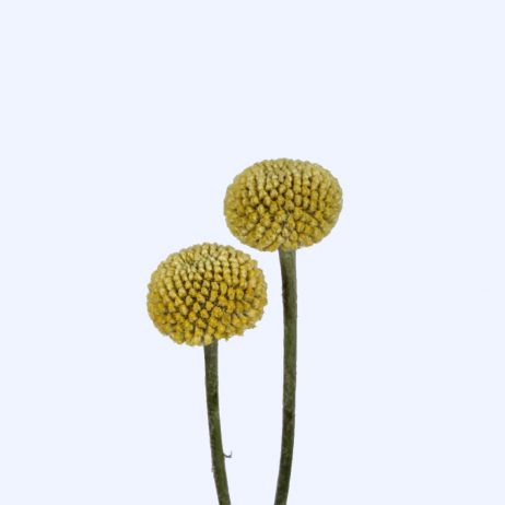 Fresh Cut Flowers - Craspedia 70cm 2210