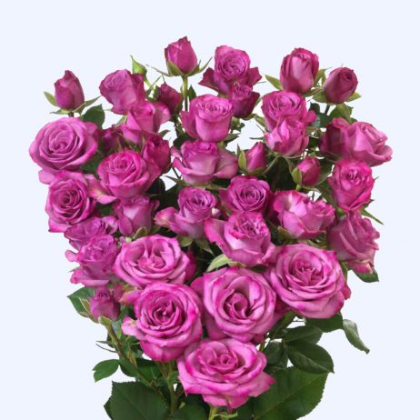 Fresh Cut Flowers - Roses Spray Fiction Purple 70cm 4+FL 2210