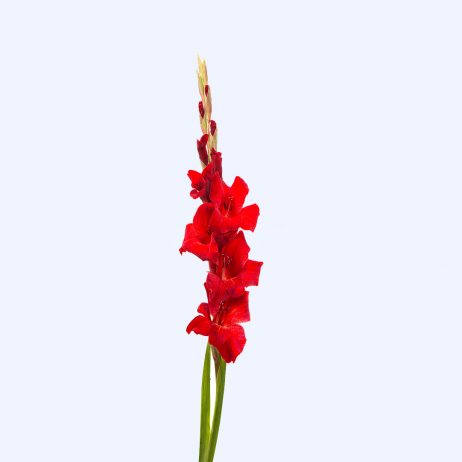 Fresh Cut Flowers - Gladiolus Red 120cm 2210