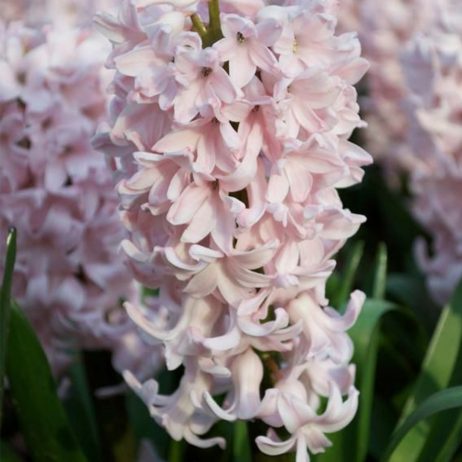 Fresh Cut Flowers - Hyacinths Baby Pink 30cm 2210