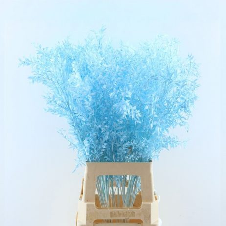 Dried Flower - Ruscus Light Blue 2210