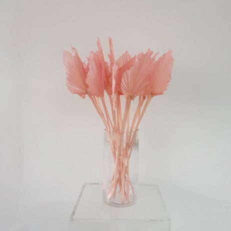 Dried Flower - Palm Spear Light Pink (Tall)