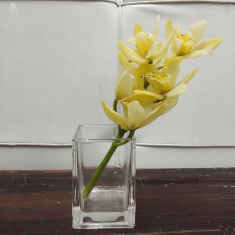 Fresh Cut Flowers -  Cymbidium Mini 30cm (Light Yellow) 2210