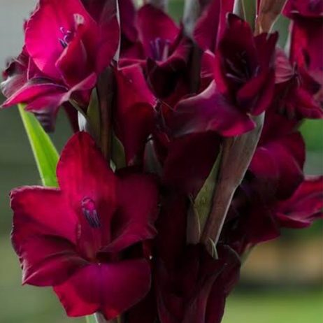 Fresh Cut Flowers - Gladiolus Maroon 120cm 2210