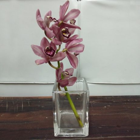 Fresh Cut Flowers -  Cymbidium Mini 30cm (Old Rose) 2210