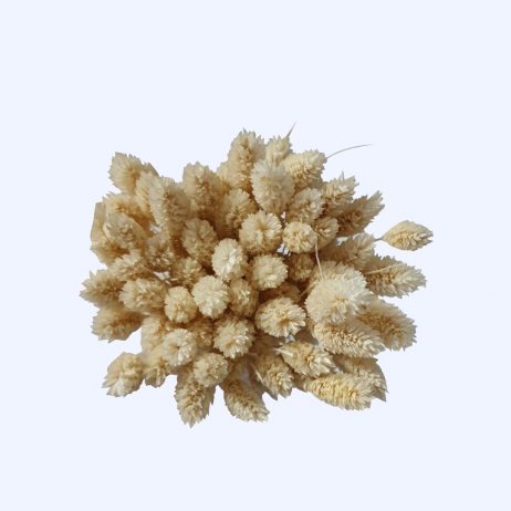 Dried Flower - Phalaris Ecru 2210